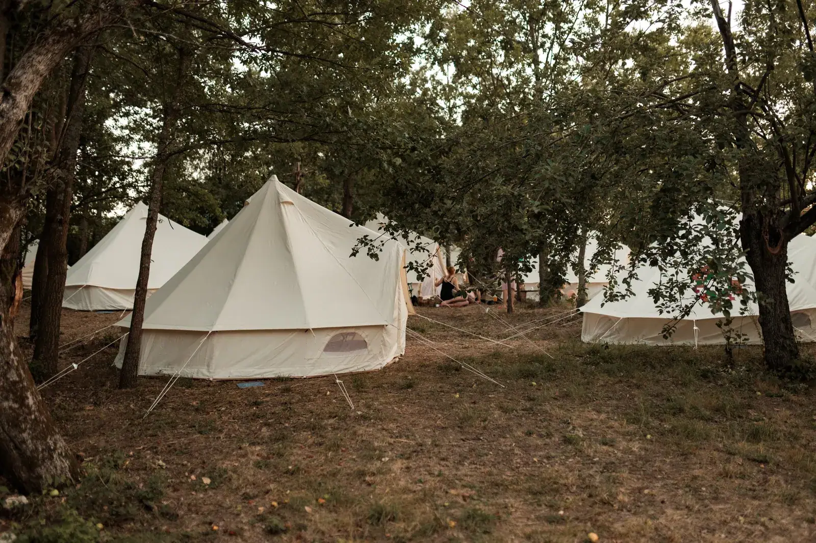 Beli tipi šatori ispod hrastova